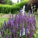 Salvia nemorosa fleur